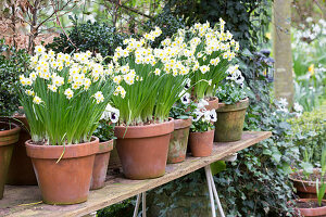 Flowering narcissus in terracotta pots on potting table