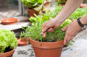 Hands picking leaves from various types of lettuce in terracotta pots