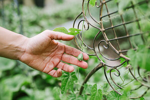 Round cucamelon on plant in garden