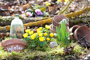 Winter aconite and snowdrops are the first signs of spring