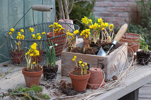 Box plant with Winter aconite and snowdrops