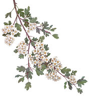 Weißdorn-Zweig mit Blüten
