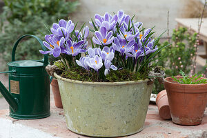 Frühlings-Krokus 'Striped Beauty' in Blech-Schale