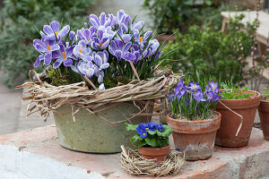 Spring Crocus 'striped Beauty' In Tin Bowl