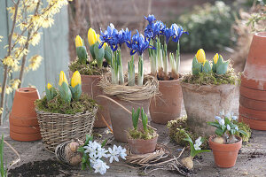 Blau-gelbes Vorfrühlings-Arrangement mit Iris und Tulpen