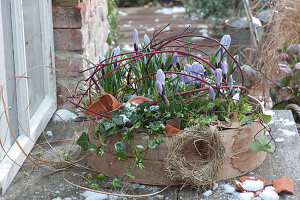 Frühlingserwachen mit Krokussen