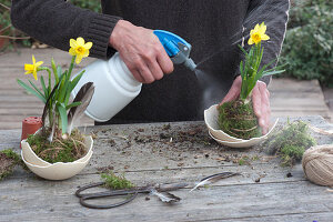 Unusual Decoration With Daffodils In Moss Balls