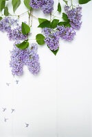 Purple lilac on white background