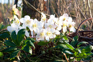 Blooming Christmas rose in the bed