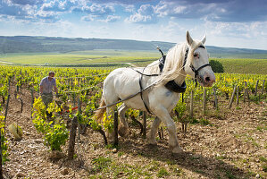 Winzer pflügt mit seinem Pferd einen Weinberg der Domaine Julien Brocard in der Grand Cru Lage Les Preuses