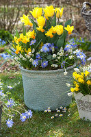 Frühlingskorb mit Narzissen und Tulpen