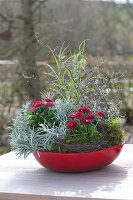 Mini-Garden With A Thousand Beautiful In Red Bowl