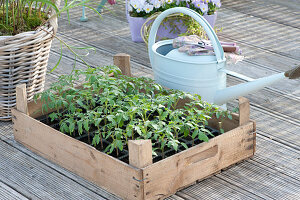 Fruits With Tomatoes - Young Plants