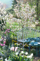 Flowering Rock Pear Planted With Pansies