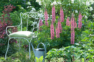 Chair In The Bed Next To Lupine 'gallery Rosa'