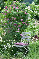 English Fragrance Rose 'gertrude Jekyll' And Flower Dogwood