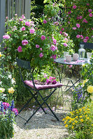 Small Sitting Area Next To Rose 'gertrude Jekyll'