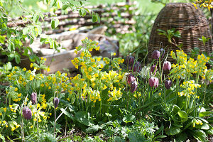 Spring Bed With Cowslips And Checkerboard Flower