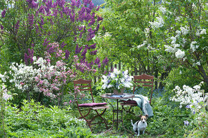 Small Sitting Area In The Perennial Border Between Lilac Bushes