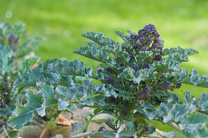 Purple-sprouting broccoli (Brassica oleracea var. italica) growing in garden