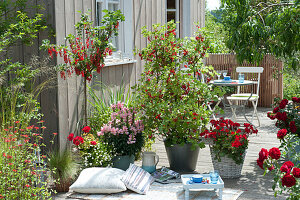 Terrasse mit Johannisbeeren und Balkonblumen