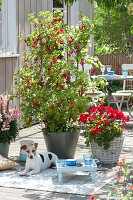 Terrasse mit Johannisbeeren und Balkonblumen