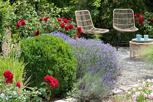 Bed with lavender 'Hidcote Blue', boxwood and red roses 'Till Eulenspiegel'