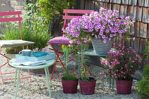 Stern-Petunie 'Raspberry Star' und Fuchsie Shadow Dancer 'Alice'