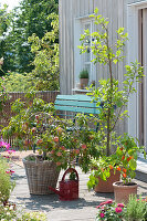 Dwarf Peach 'bonanza', Pillar Sweets 'anja' And Salsa Chili