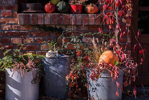 Herbst-Arrangement mit großen Zinkkübeln, wildem Wein und Kürbis