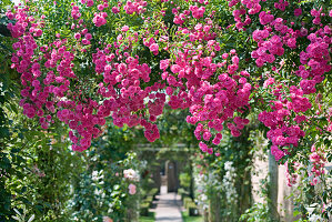 Einmalblühenden Ramblerrose 'Minnehaha' an Pergola