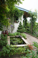Terrasse mit Teichbecken, Buchs Topiary und Kletterrose