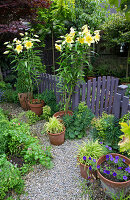 Töpfe mit blühenden Lilien 'Golden Splendor' neben Gartentor