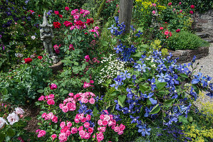 Rosen und Clematis 'Juuli' mit Blumenelfe