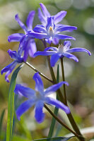 Blütenmakro von Blausternchen
