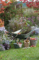 Autumn work in the garden: wheelbarrow on the bed with autumn branches