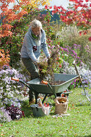 Autumn work in the garden: woman puts garden waste in wheelbarrow