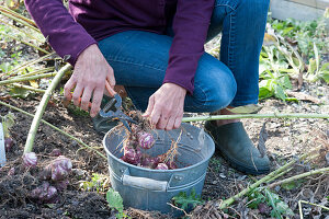 Harvest of Jerusalem artichoke 'Compact Violet'