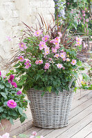 Autumn anemone 'rose bowl' 'Pretty Lady Emily' in a basket