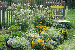 Bed with spider plant, hussar buttons, zinnias, magic snow and chilli