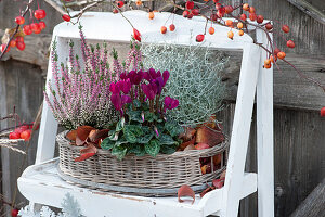 Plant ladder with bud heather, cyclamen and ragwort in a basket