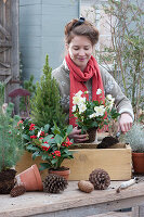 Frau bepflanzt Holzkasten mit Skimmien und Christrosen