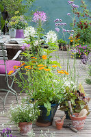 Arrangement with marigolds, spider plants, verbena, loyal to men