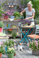 Colourful balcony with summer flowers and mini rose