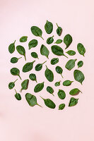 An arrangement of spinach