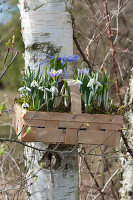 Chip basket with snowdrops and crocus hanged on birch