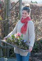 Woman carries board with hyacinths, crocuses and ray anemone