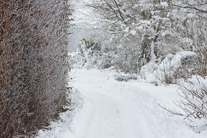 Path in the snowy garden