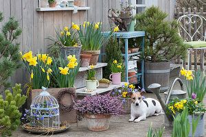 Pot arrangement of daffodils, sugar loaf spruce, ray anemone, pine and heather