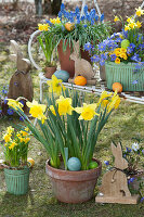 Daffodils, grape hyacinths, ray anemones and primrose in pots in the garden